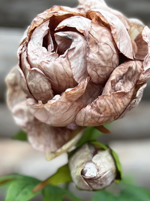 Konstblomma Pion Brown Caffe Latte