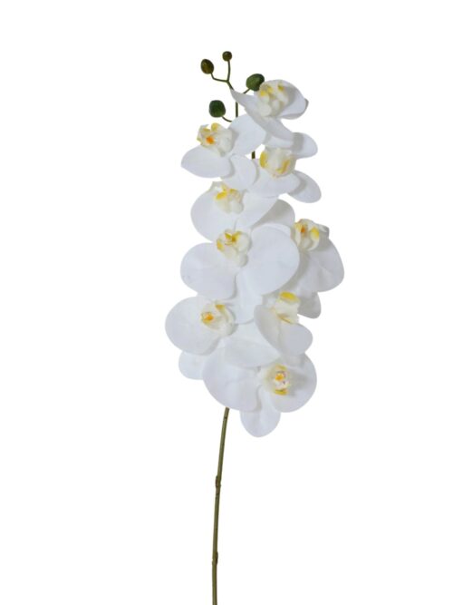 Konstväxt Orkidé vit