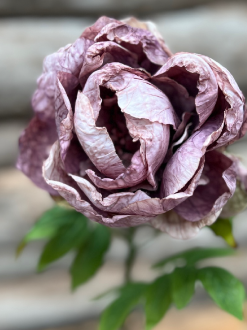 Konstblomma Pion Purple