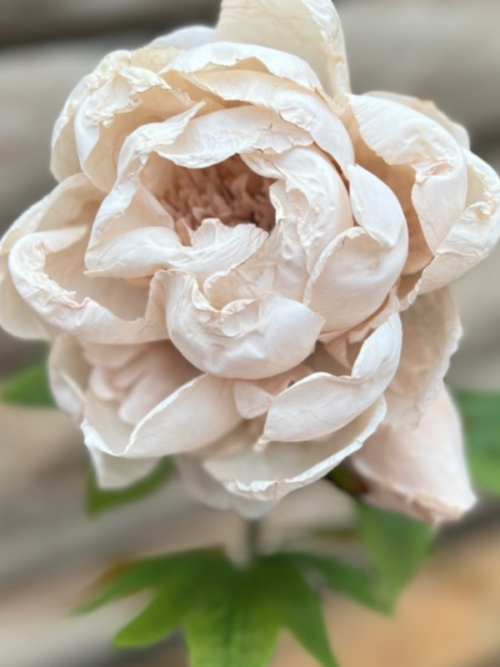 Konstblomma Pion Beige